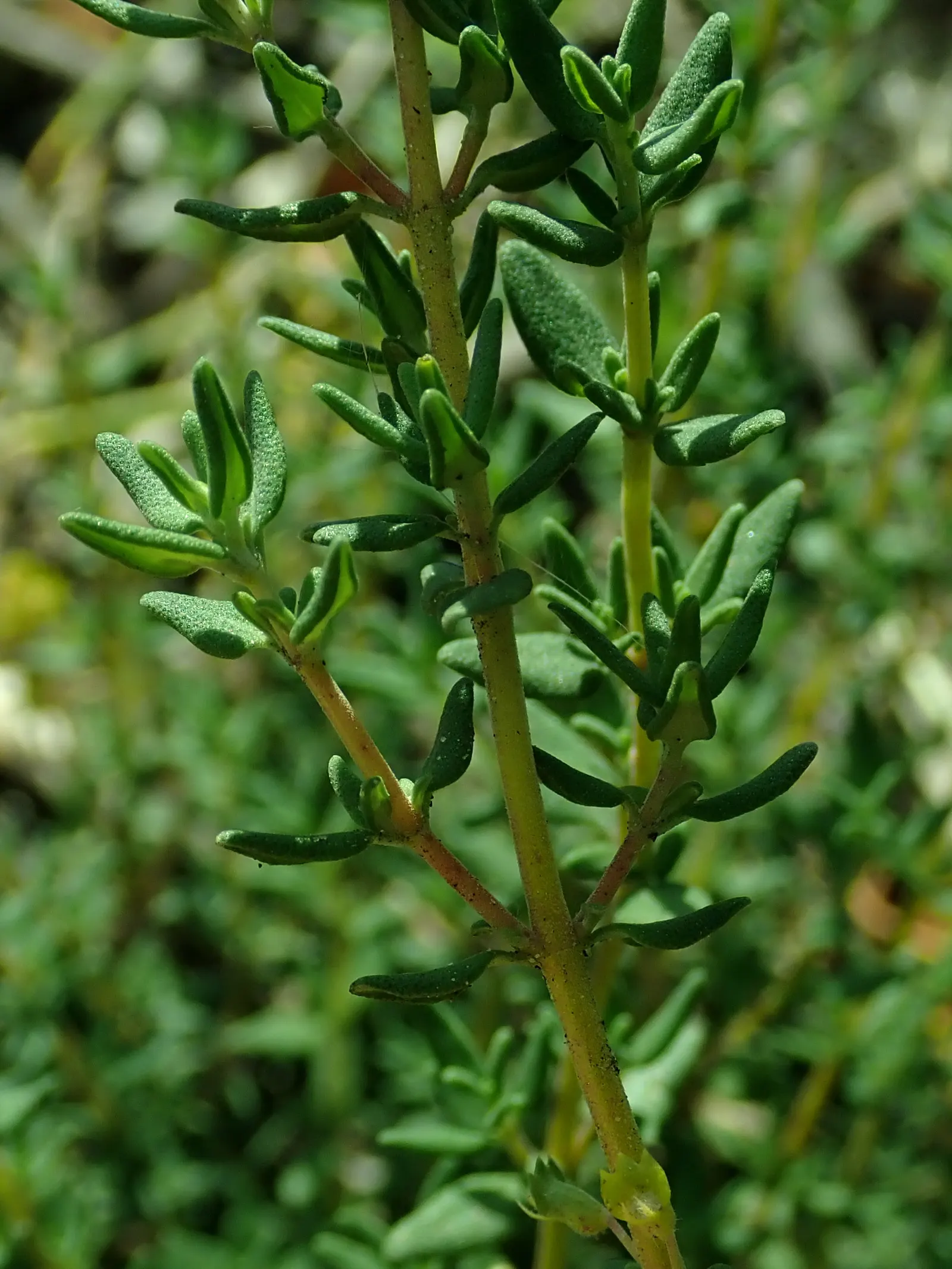 Common Thyme (Thymus Vulgaris) — Often incorporated into landscape designs for its culinary uses and ornamental value; lavender flowers in the, image 102