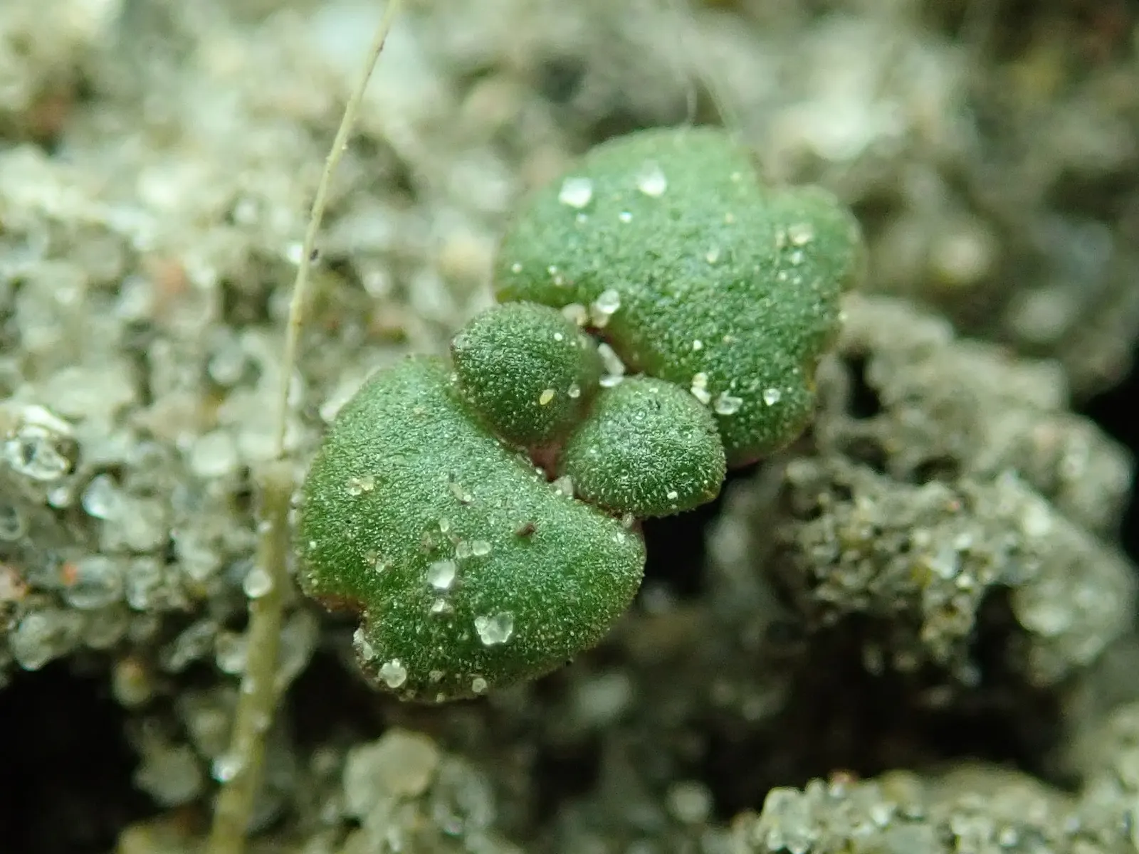 Common Thyme (Thymus Vulgaris) — ground cover / herb / perennial for full or half; this perennial can endure winter temperatures down to -20&deg;F