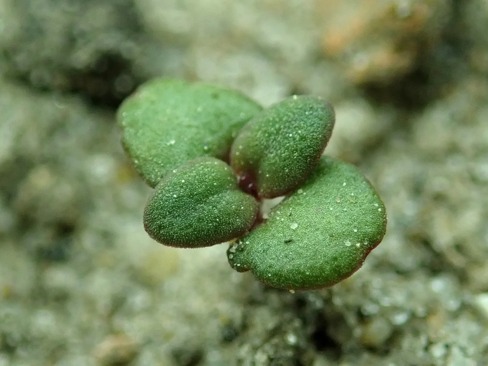 Common Thyme (Thymus Vulgaris) — Hardy in USDA zones 5 through 9; these flowers stand atop woody stems, providing subtle color and a pleasant, image 65