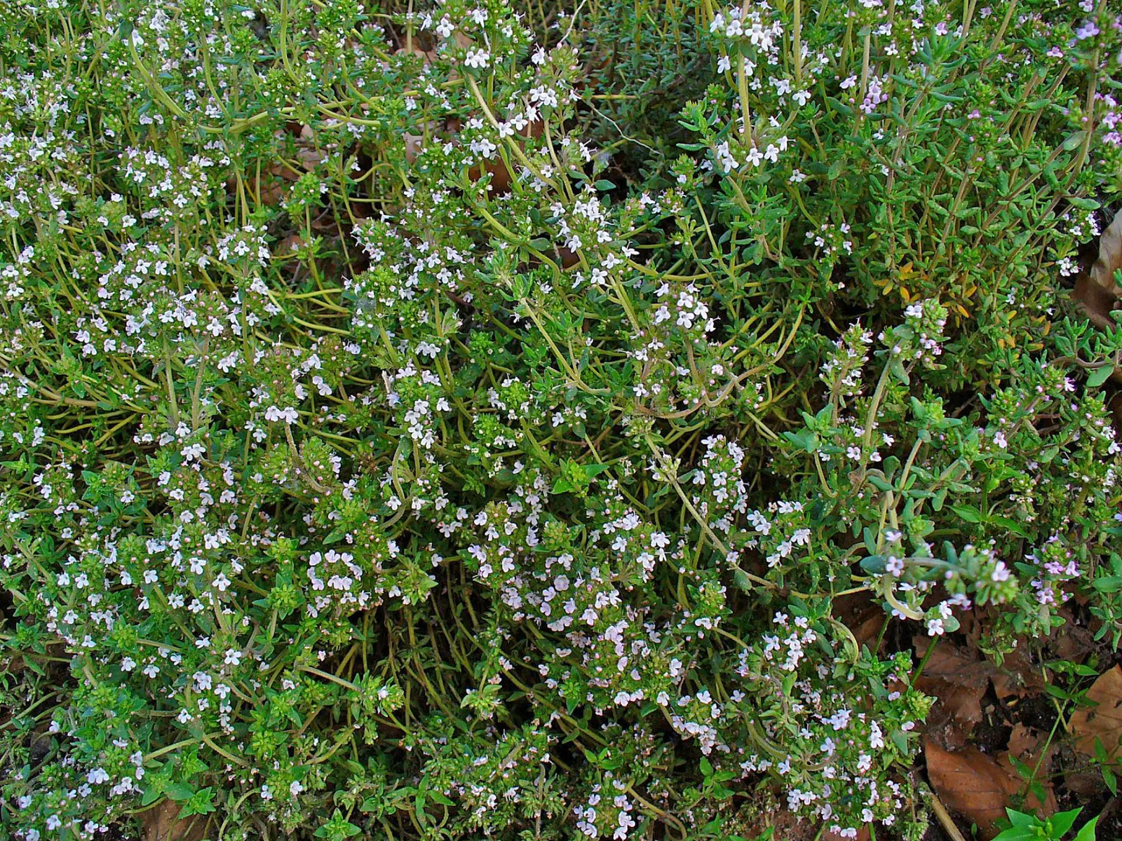 Common Thyme (Thymus Vulgaris) — Perfect for culinary and ornamental use; ground cover / herb / perennial for full or half