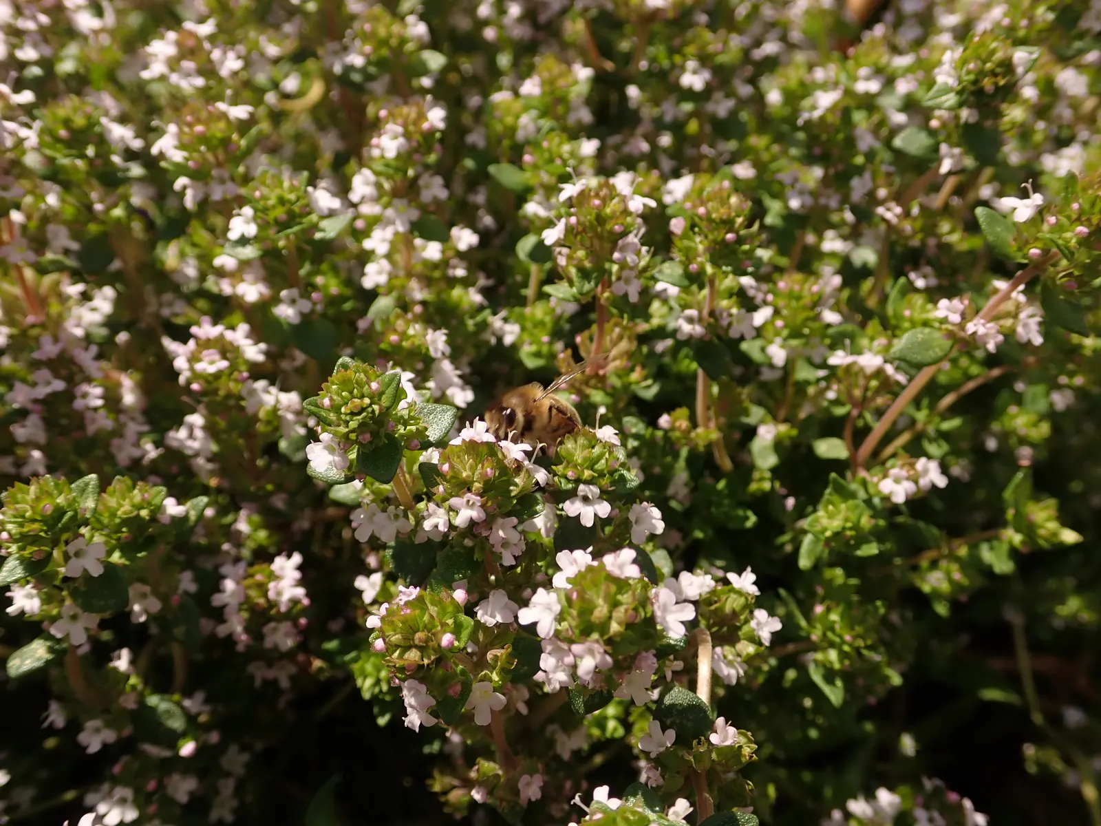 Common Thyme (Thymus Vulgaris) — ideal for edging and filling gaps in sunny; evergreen herb with aromatic