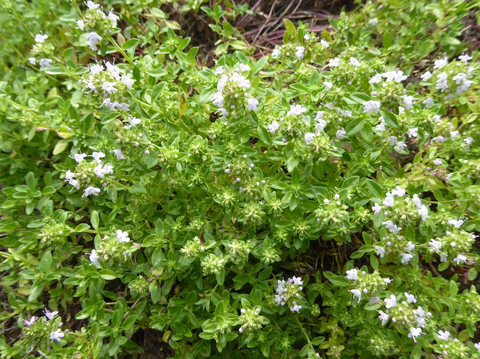 Common Thyme (Thymus Vulgaris) — Thyme thrives in zones 5-9, requiring minimal maintenance once established