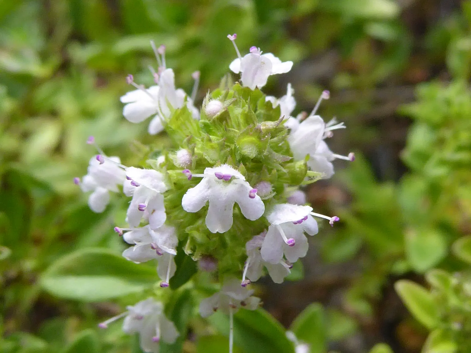 Common Thyme (Thymus Vulgaris) — scientifically known as Thymus vulgaris