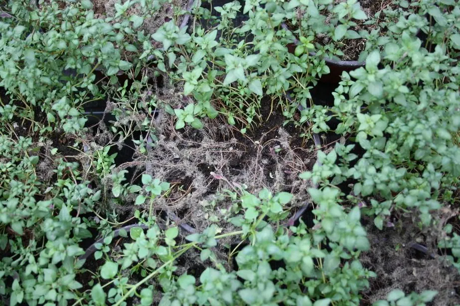 Common Thyme (Thymus Vulgaris) — In mid to late spring, it produces small, lavender to pink flowers, attracting pollinators