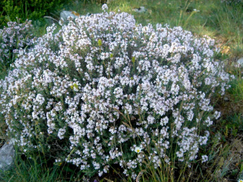 Common Thyme (Thymus Vulgaris) — commonly known as Common Thyme; ideal for edging and filling gaps in sunny