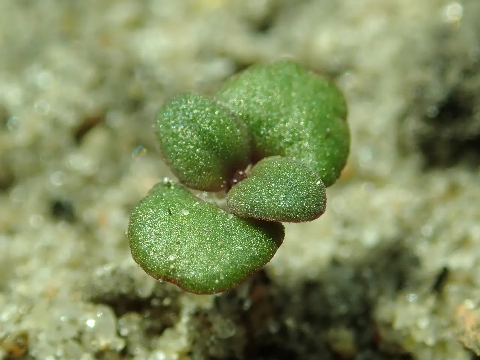 Common Thyme (Thymus Vulgaris) — commonly known as Common Thyme; ideal for edging and filling gaps in sunny, image 47