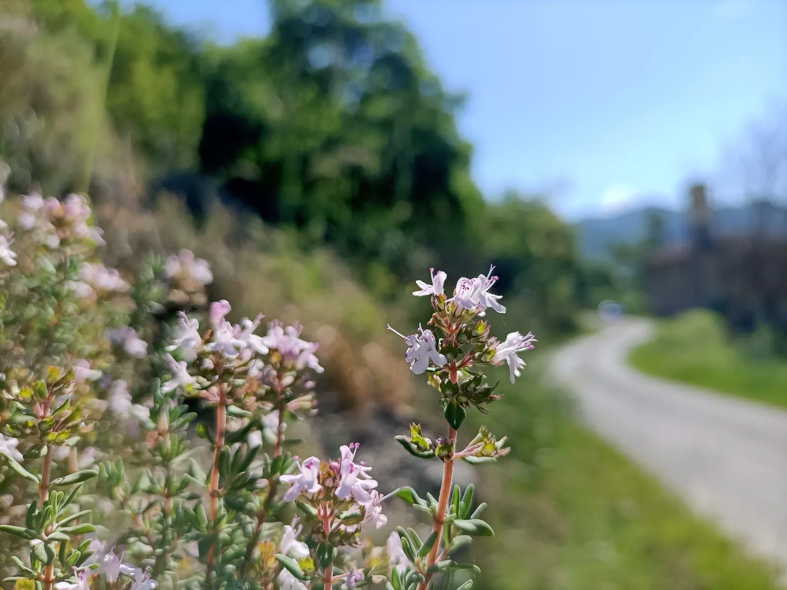 Common Thyme (Thymus Vulgaris) — enhancing the ecological value of your garden; bushy mat up to 12 inches wide and 6 inches tall