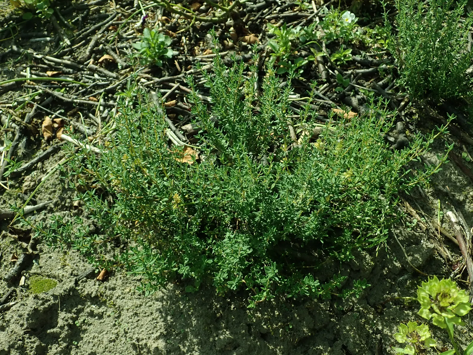 Common Thyme (Thymus Vulgaris) — ground cover / herb / perennial with lavender blooms