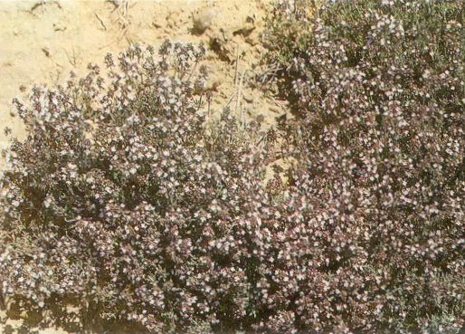 Common Thyme (Thymus Vulgaris) — evergreen herb with aromatic; common Thyme forms a low-growing mat reaching typically around 6 to 12 inches in height