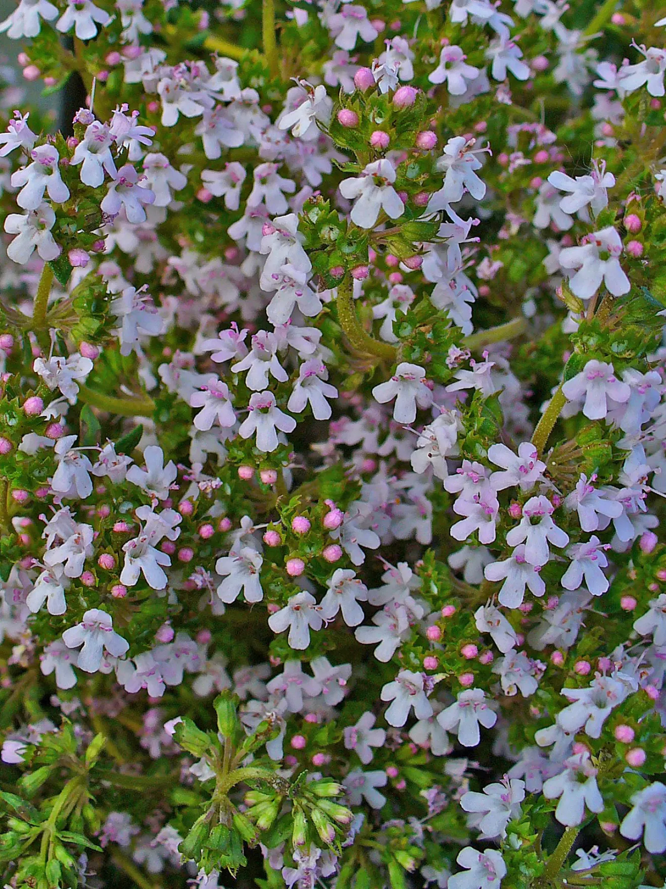 Common Thyme (Thymus Vulgaris) — Thyme thrives in zones 5-9, requiring minimal maintenance once established; target a spacing of 12 to 18 inches between each