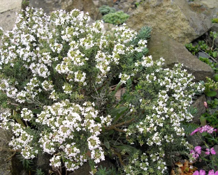 Common Thyme (Thymus Vulgaris) — Often incorporated into landscape designs for its culinary uses and ornamental value; lavender flowers in the garden