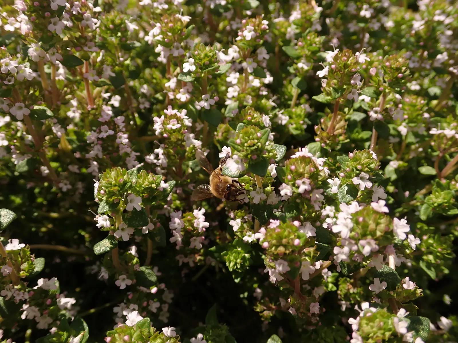 Common Thyme (Thymus Vulgaris) — bushy mat up to 12 inches wide and 6 inches tall; common Thyme lends itself well to water-efficient landscapes and is suitable