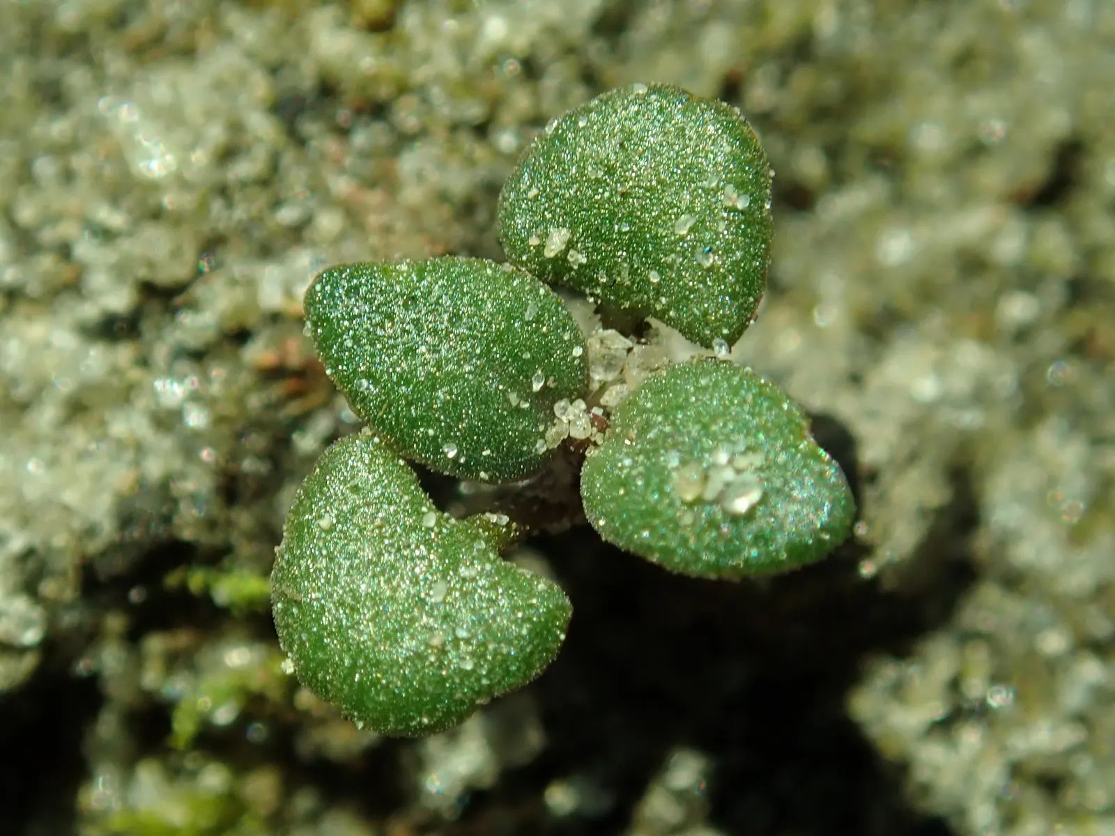 Common Thyme (Thymus Vulgaris) — ground cover / herb / perennial with lavender blooms; which are attractive to bees and butterflies, image 91