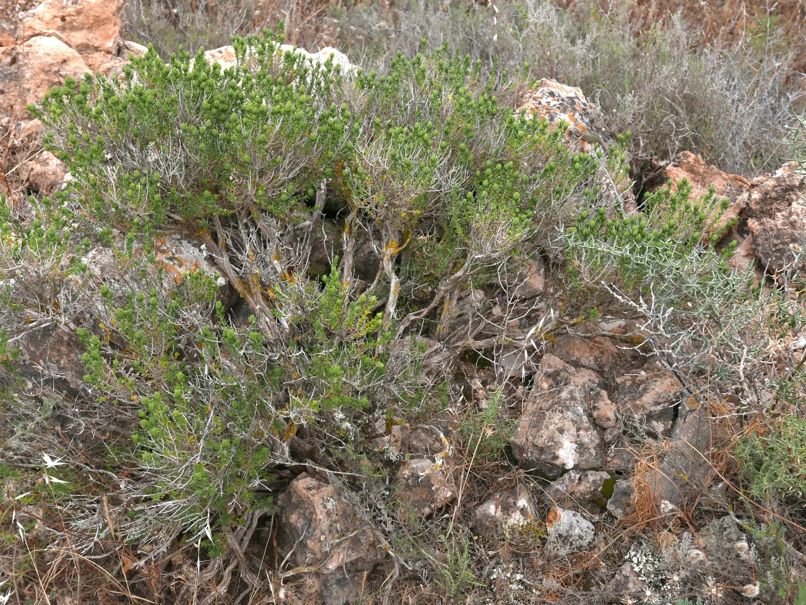 Common Thyme (Thymus Vulgaris) — which are attractive to bees and butterflies; hardy in USDA zones 5 through 9