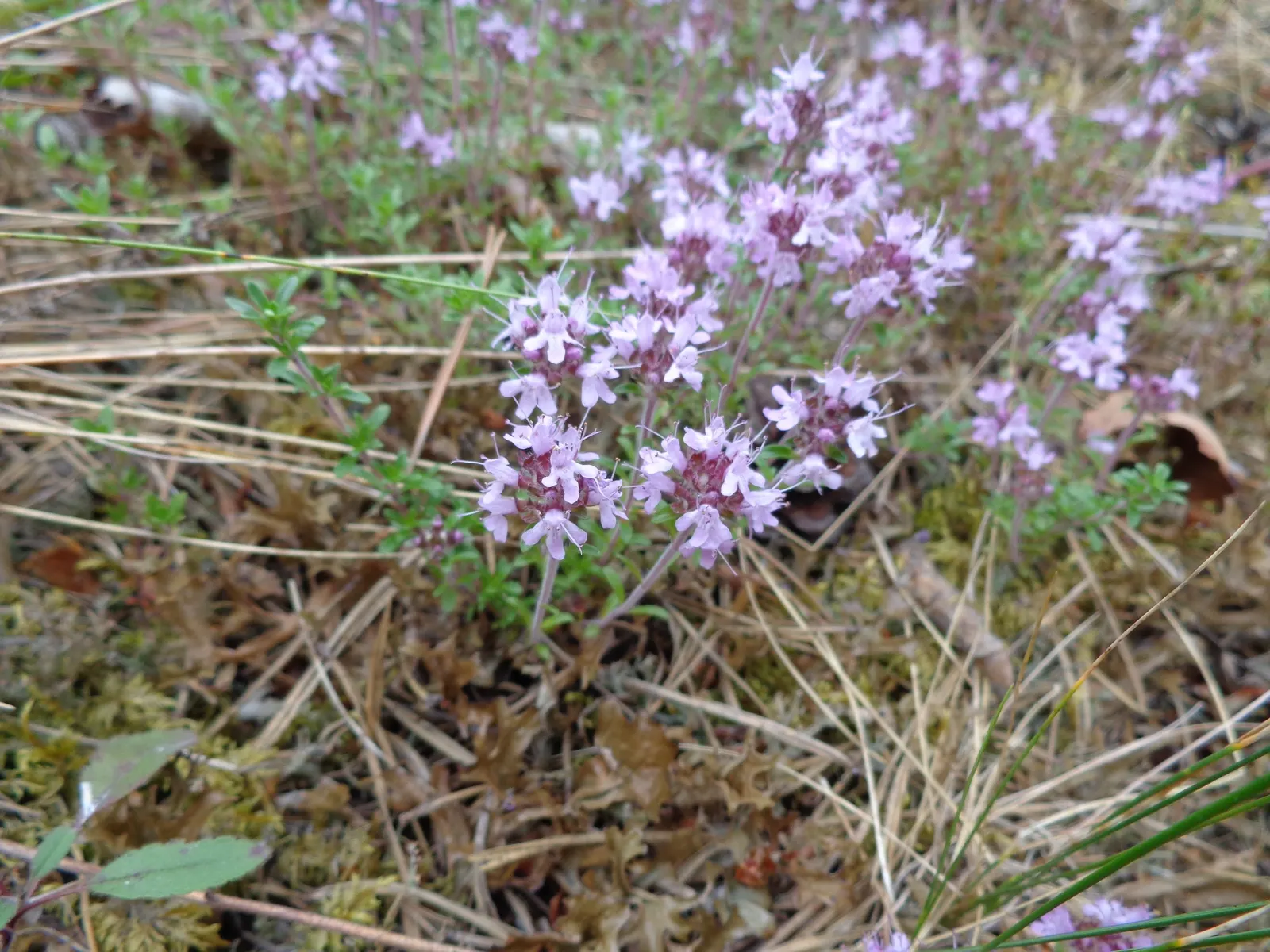 Common Thyme (Thymus Vulgaris) — Common Thyme forms a low-growing mat reaching typically around 6 to 12 inches in height; in mid to late spring, it produces