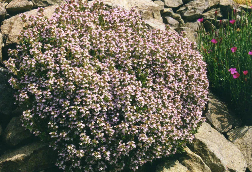 Common Thyme (Thymus Vulgaris) — These flowers stand atop woody stems, providing subtle color and a pleasant contrast to the foliage; often incorporated into