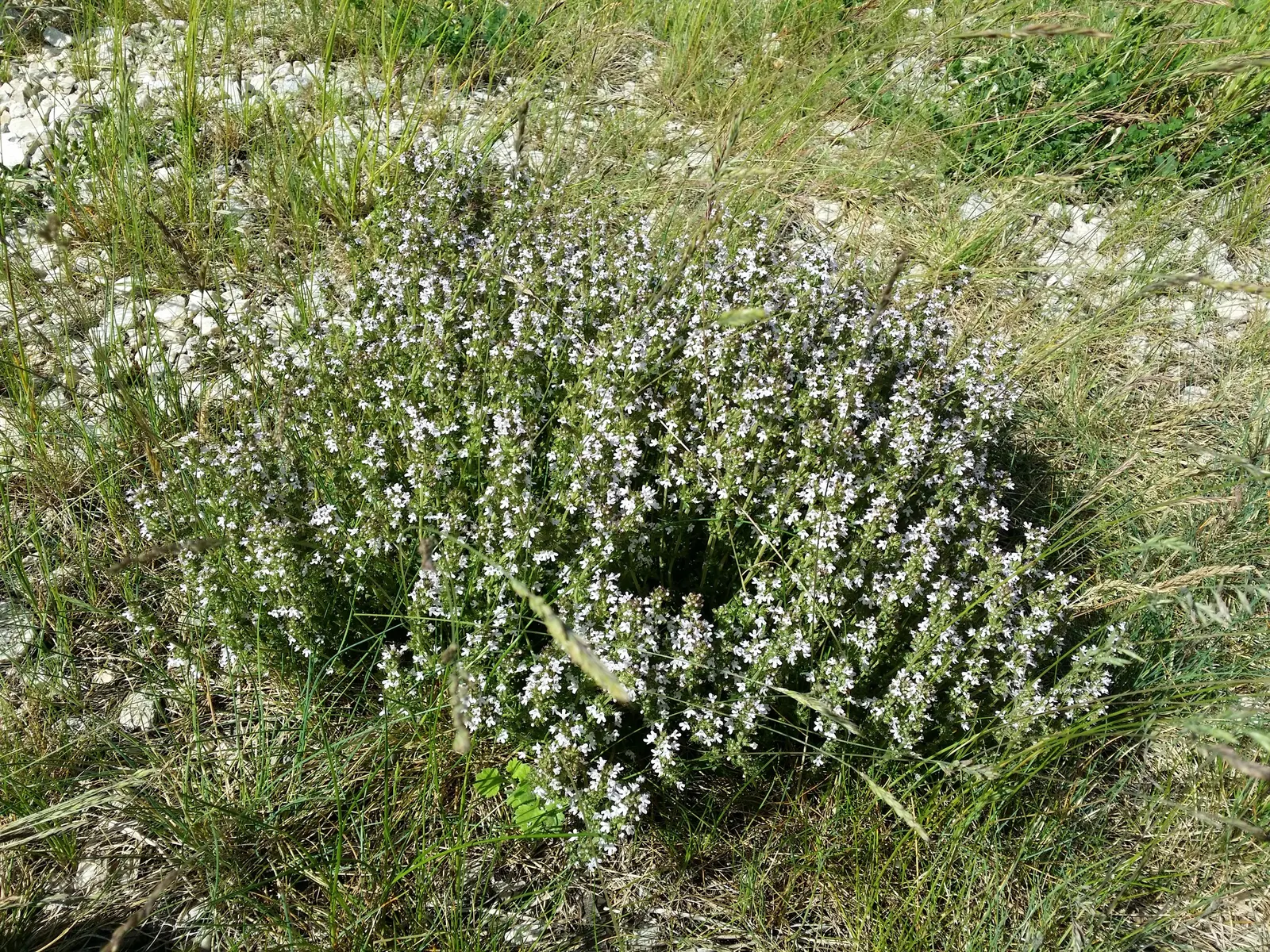 Common Thyme (Thymus Vulgaris) — ground cover / herb / perennial for full or half