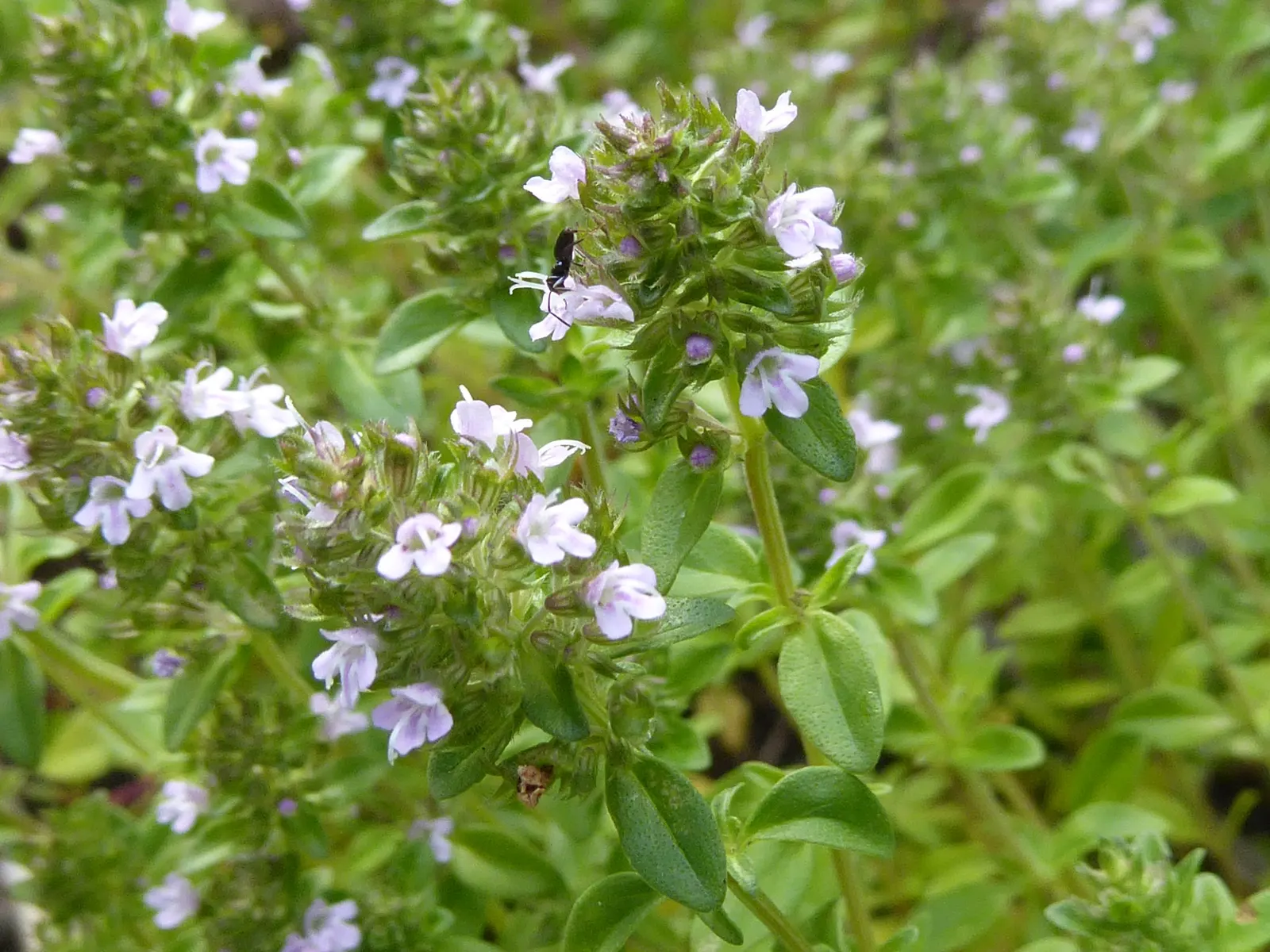 Common Thyme (Thymus Vulgaris) — this perennial can endure winter temperatures down to -20&deg;F; ground cover / herb / perennial with lavender blooms