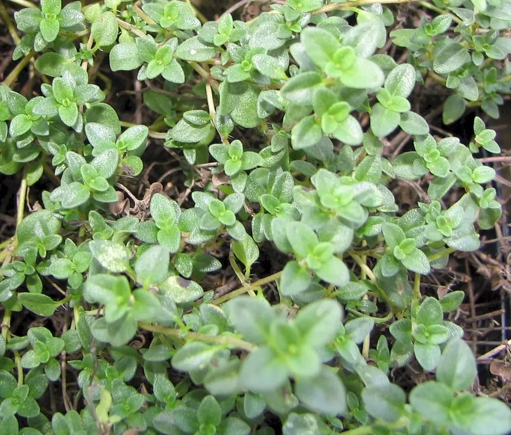 Common Thyme (Thymus Vulgaris) — Being drought-tolerant once established; commonly known as Common Thyme