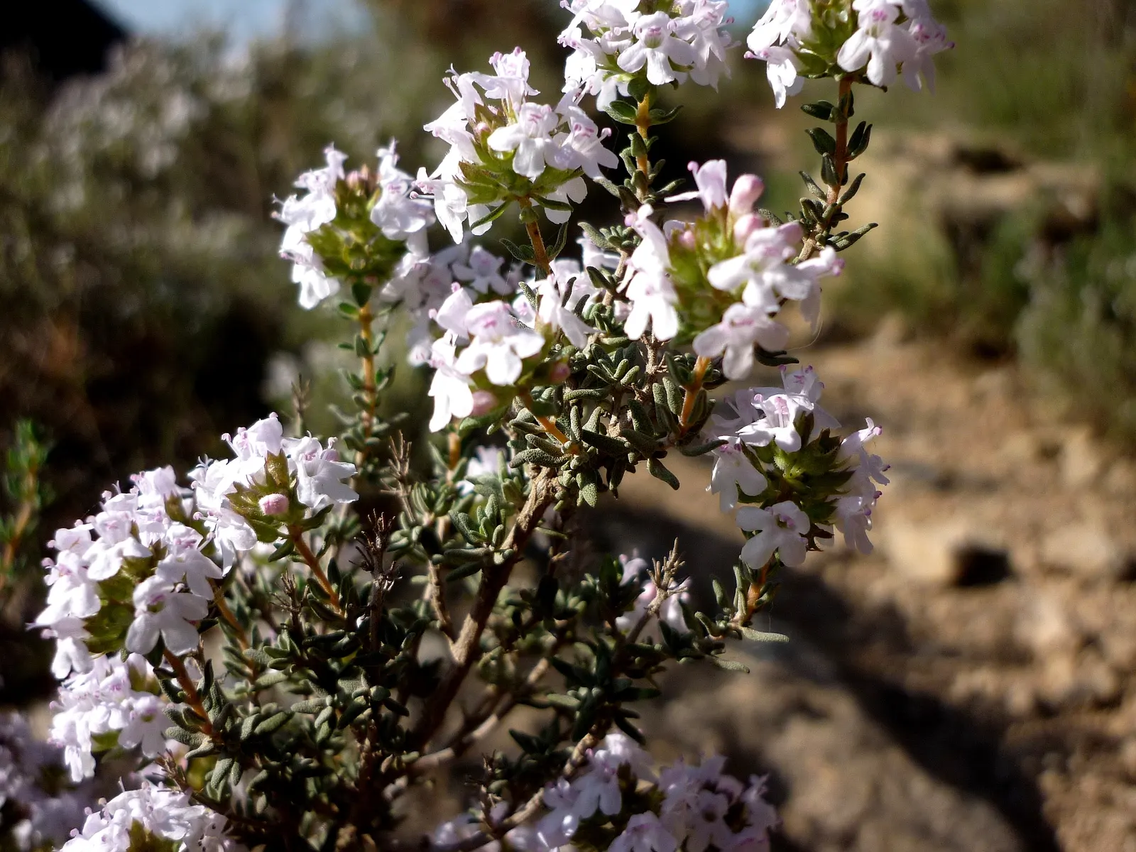 Common Thyme (Thymus Vulgaris) — with a spread of approximately 16 inches