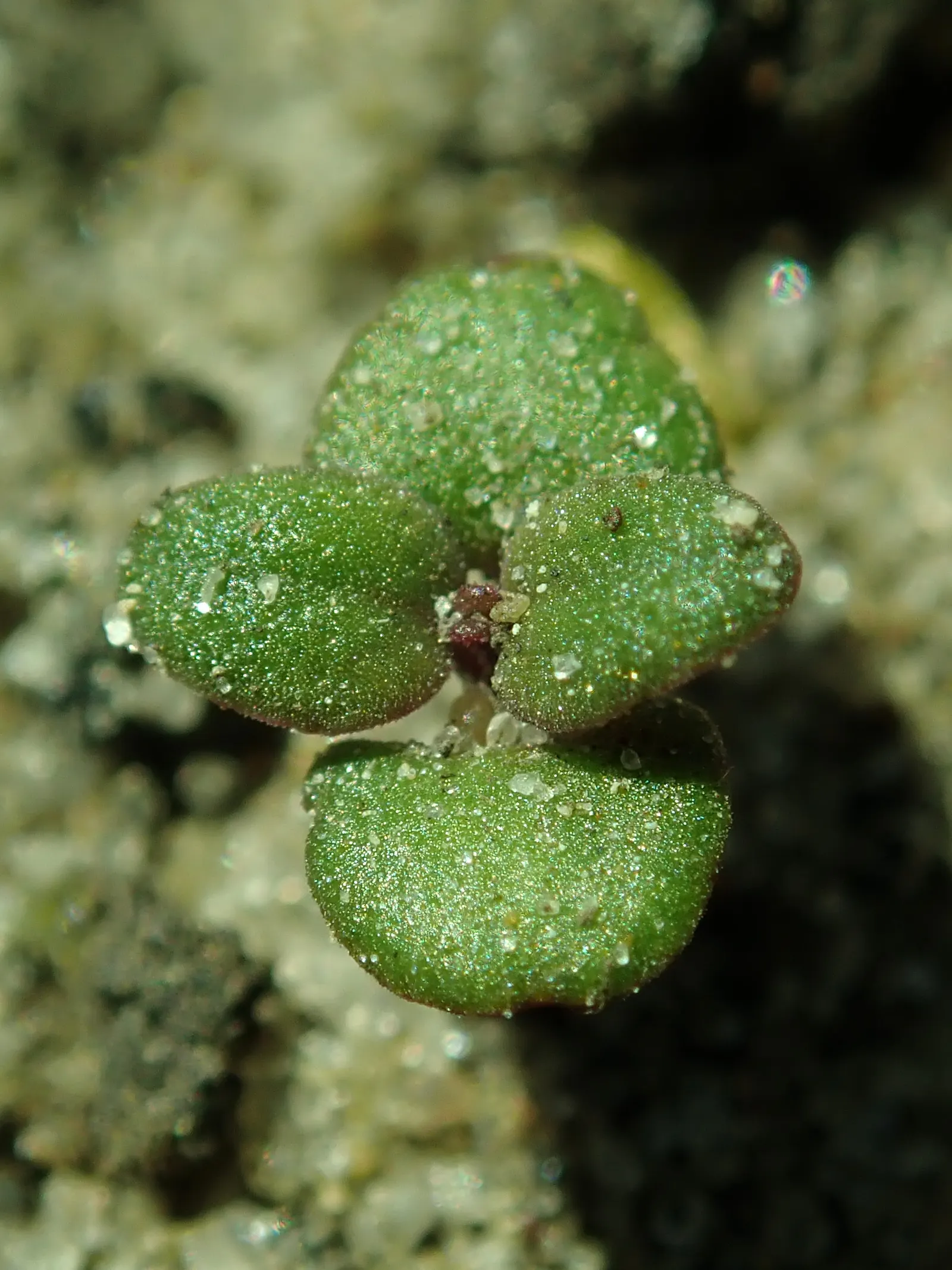 Common Thyme (Thymus Vulgaris) — evergreen herb with aromatic; common Thyme forms a low-growing mat reaching typically around 6 to 12 inches in, image 48