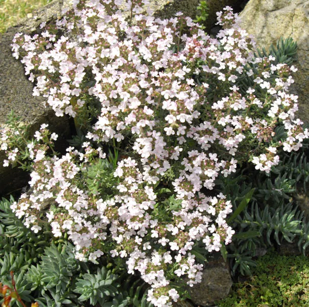 Common Thyme (Thymus Vulgaris) — with a spread of approximately 16 inches, image 35