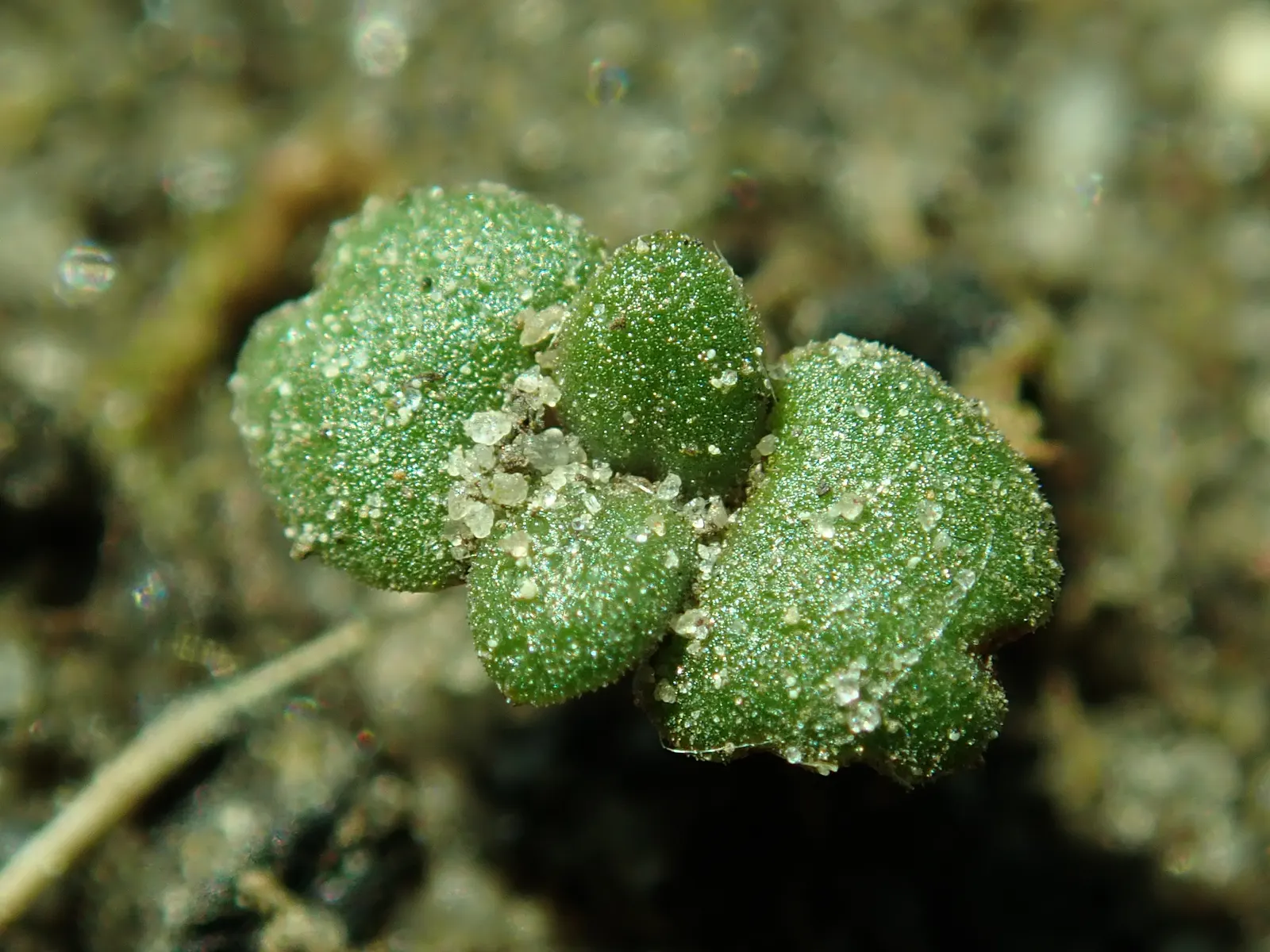 Common Thyme (Thymus Vulgaris) — Being drought-tolerant once established