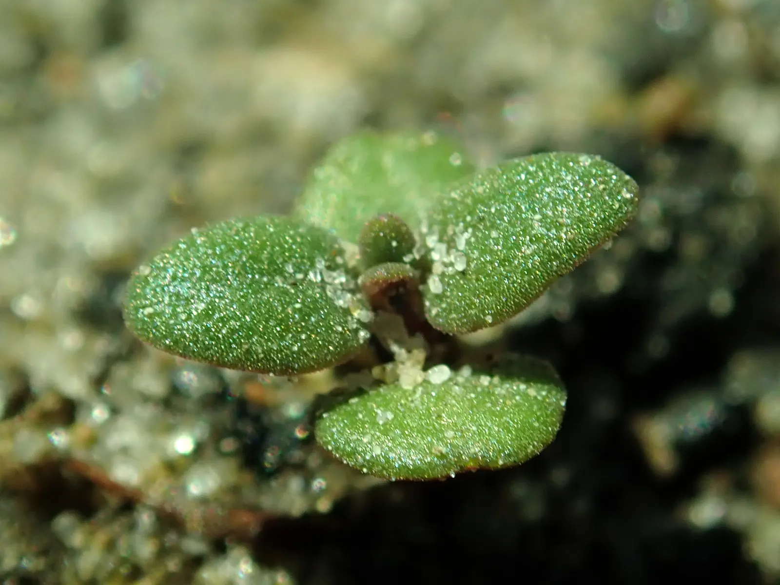 Common Thyme (Thymus Vulgaris) — enhancing the ecological value of your garden