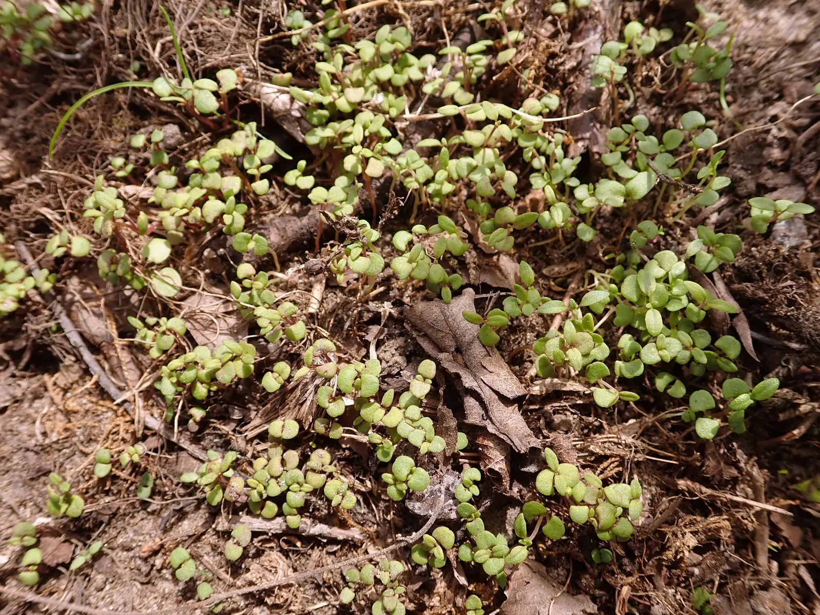 Common Thyme (Thymus Vulgaris) — Hardy in USDA zones 5 through 9; these flowers stand atop woody stems, providing subtle color and a pleasant contrast to the