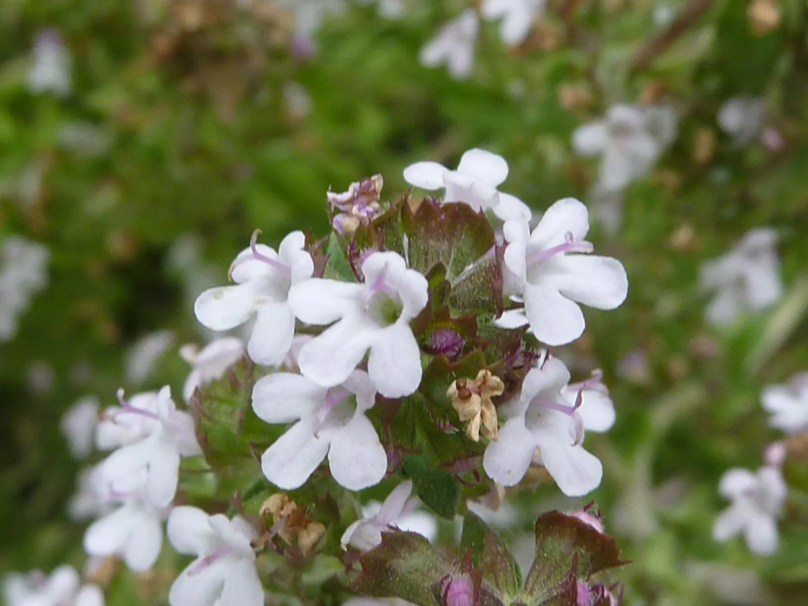 Common Thyme (Thymus Vulgaris) — scientifically known as Thymus vulgaris; perfect for culinary and ornamental use