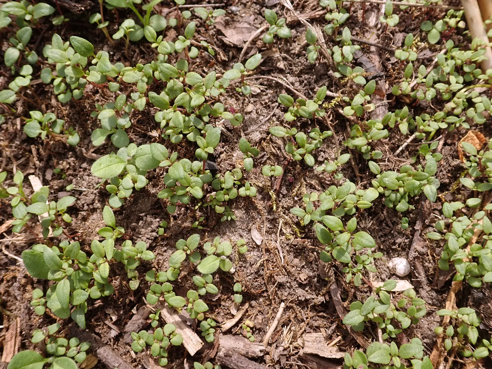 Common Thyme (Thymus Vulgaris) — Common Thyme lends itself well to water-efficient landscapes and is suitable for xeriscaping designs; scientifically known as