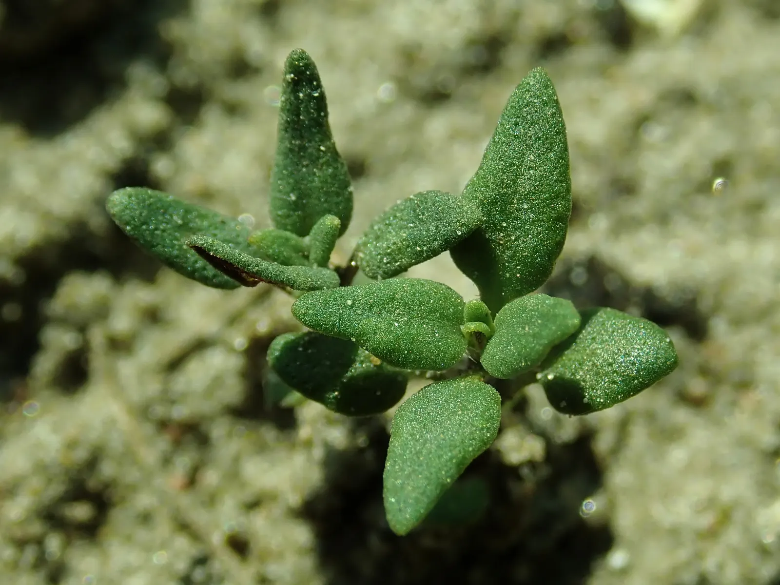 Common Thyme (Thymus Vulgaris) — target a spacing of 12 to 18 inches between each plant to ensure adequate room for growth