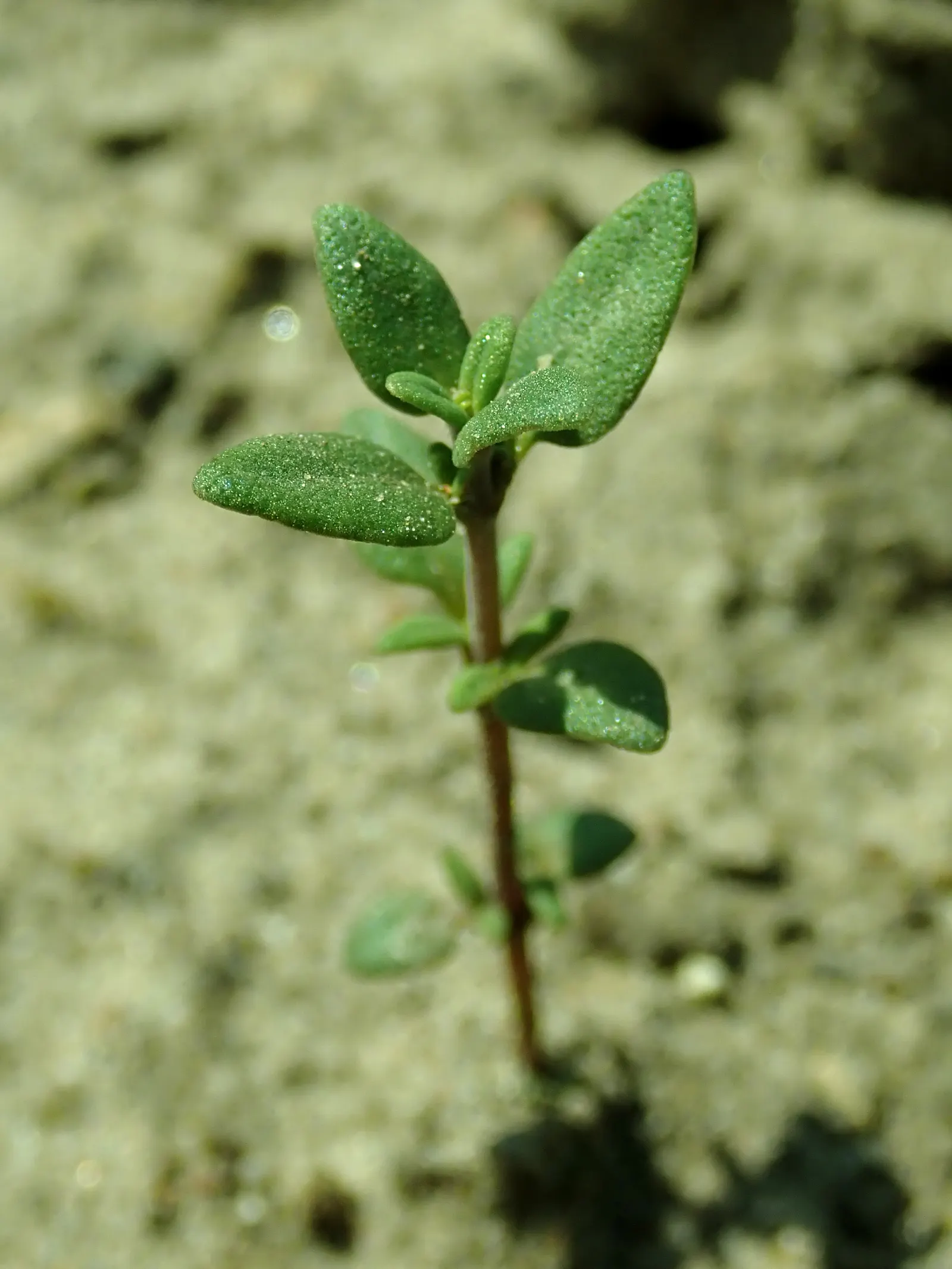 Common Thyme (Thymus Vulgaris) — lavender flowers in the garden; thyme thrives in zones 5-9, requiring minimal maintenance once established