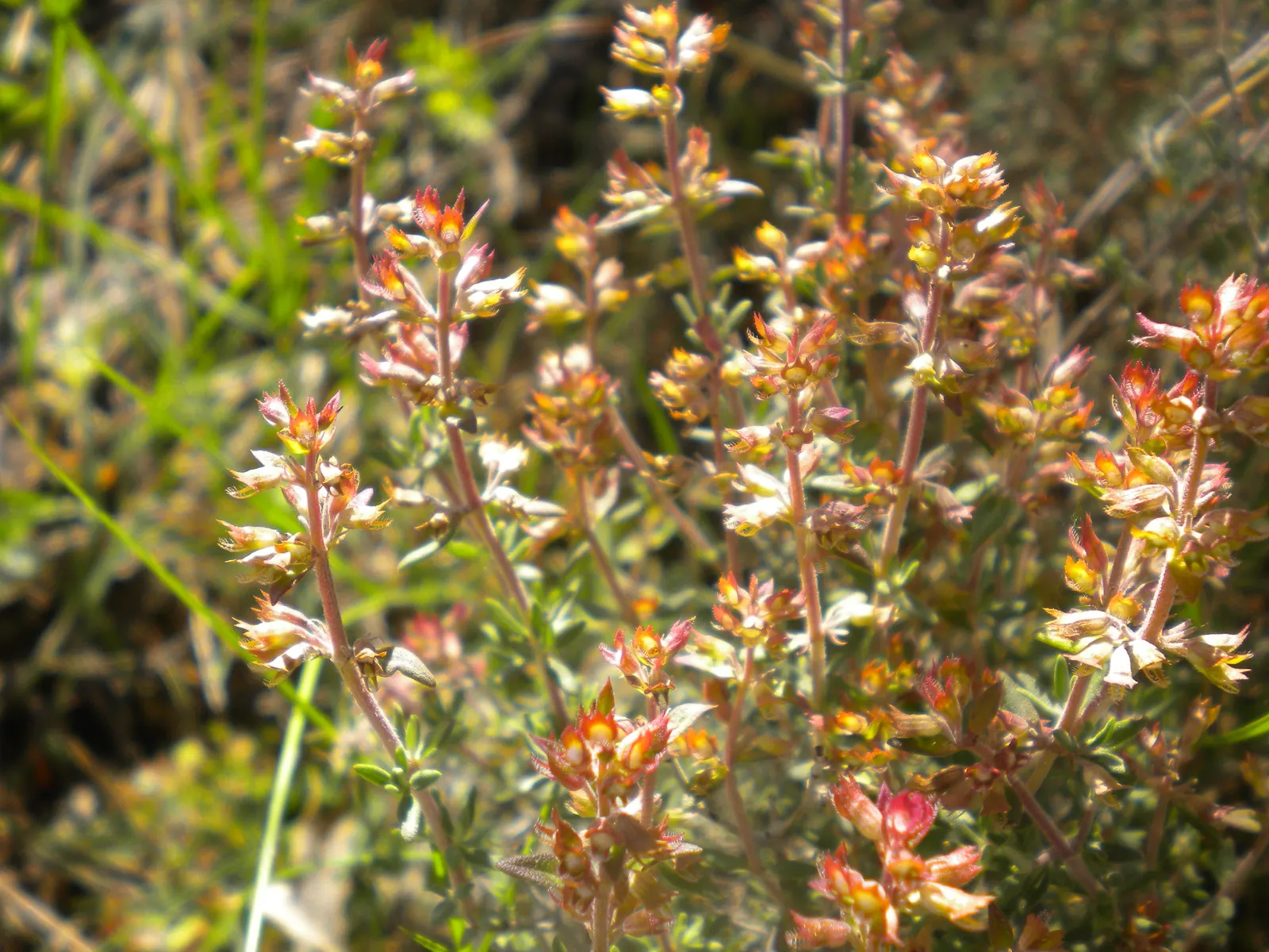 Common Thyme (Thymus Vulgaris) — Common Thyme forms a low-growing mat reaching typically around 6 to 12 inches in height