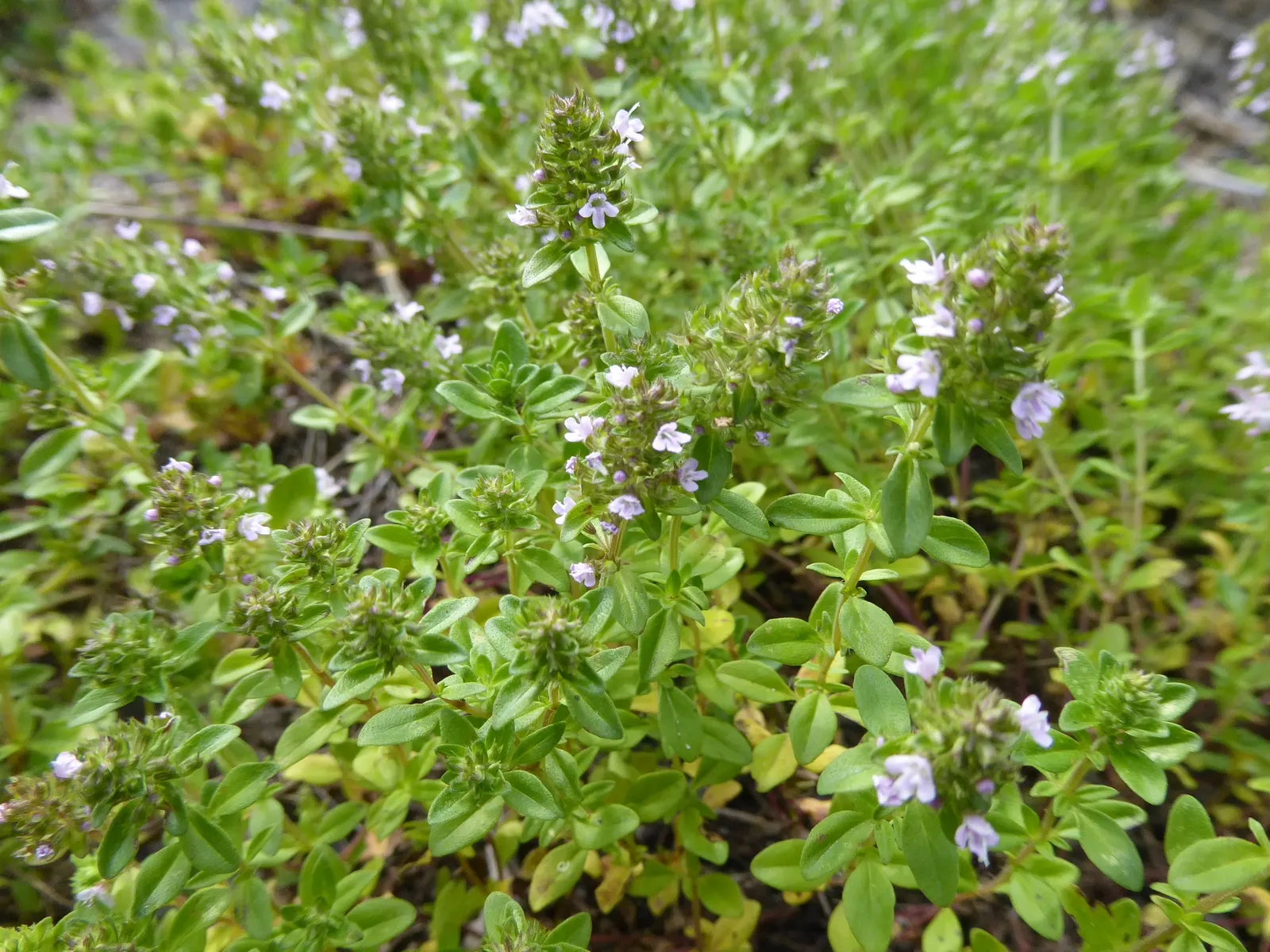 Common Thyme (Thymus Vulgaris) — which are attractive to bees and butterflies