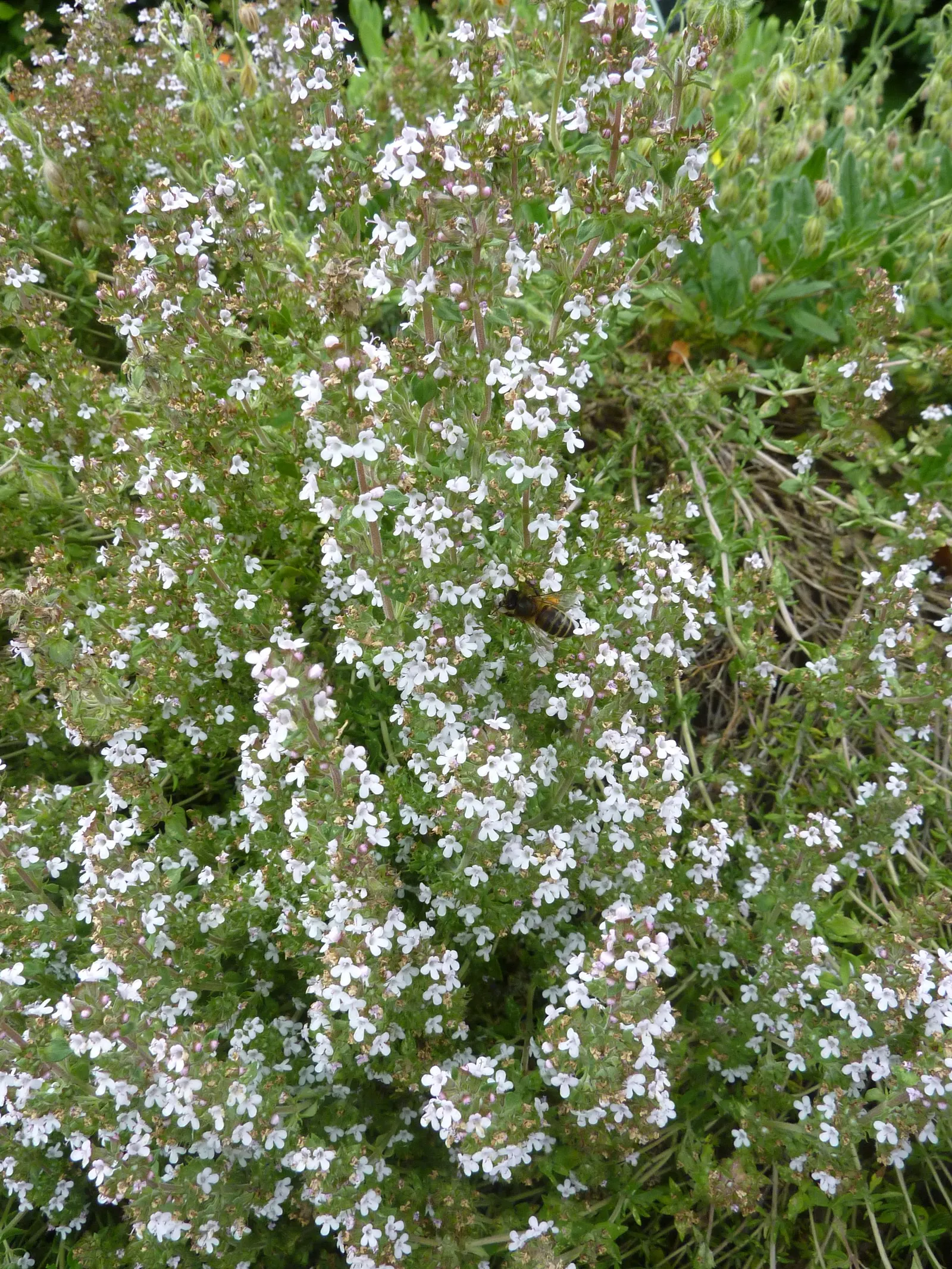 Common Thyme (Thymus Vulgaris) — target a spacing of 12 to 18 inches between each plant to ensure adequate room for growth; being drought-tolerant once