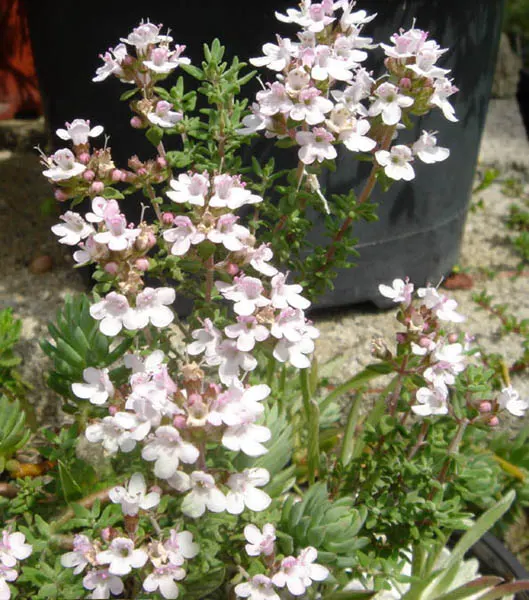 Common Thyme (Thymus Vulgaris) — is a versatile and aromatic evergreen herb that originates from the Mediterranean region; enhancing the ecological value of