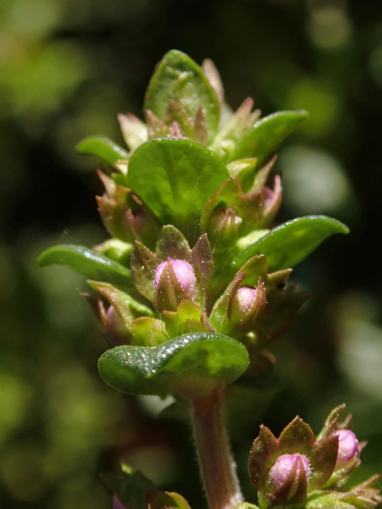 Common Thyme (Thymus Vulgaris) — These flowers stand atop woody stems, providing subtle color and a pleasant contrast to the foliage