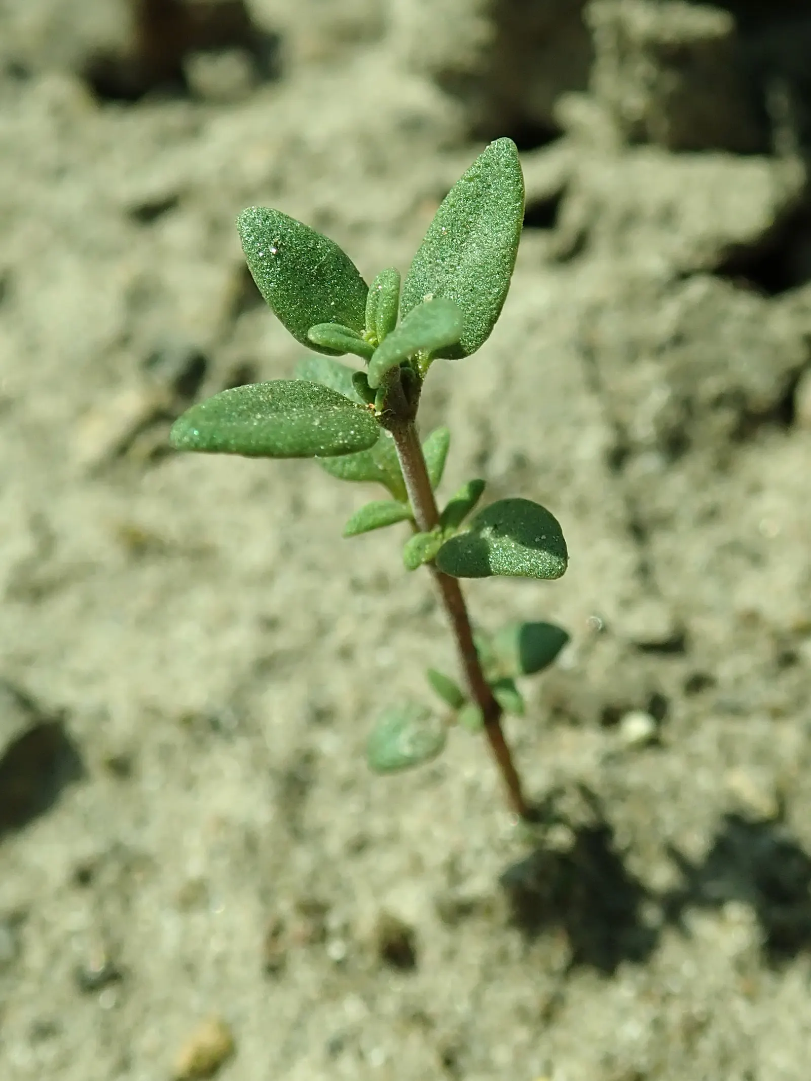 Common Thyme (Thymus Vulgaris) — with a spread of approximately 16 inches, image 58