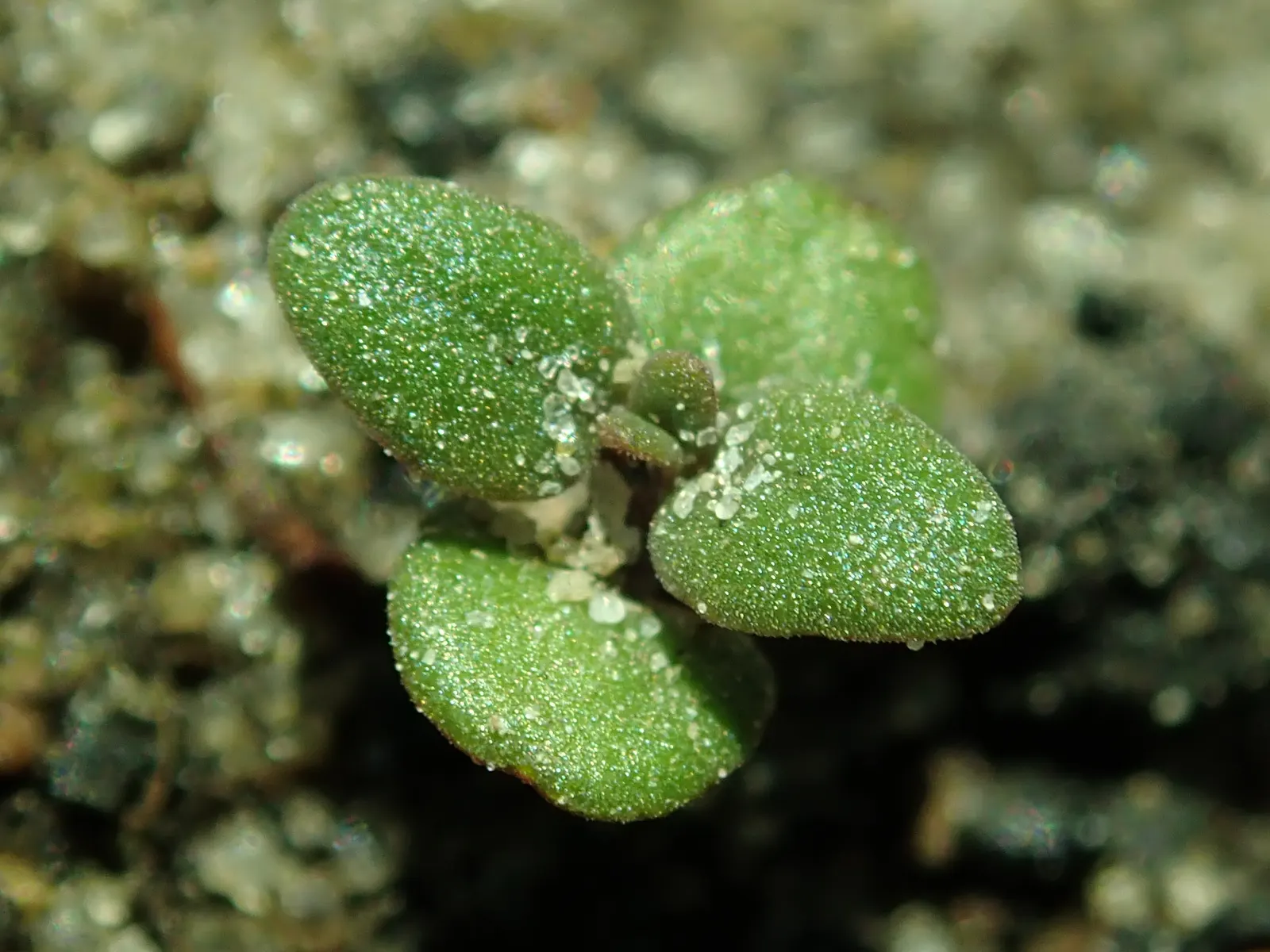 Common Thyme (Thymus Vulgaris) — evergreen herb with aromatic; common Thyme forms a low-growing mat reaching typically around 6 to 12 inches in, image 94