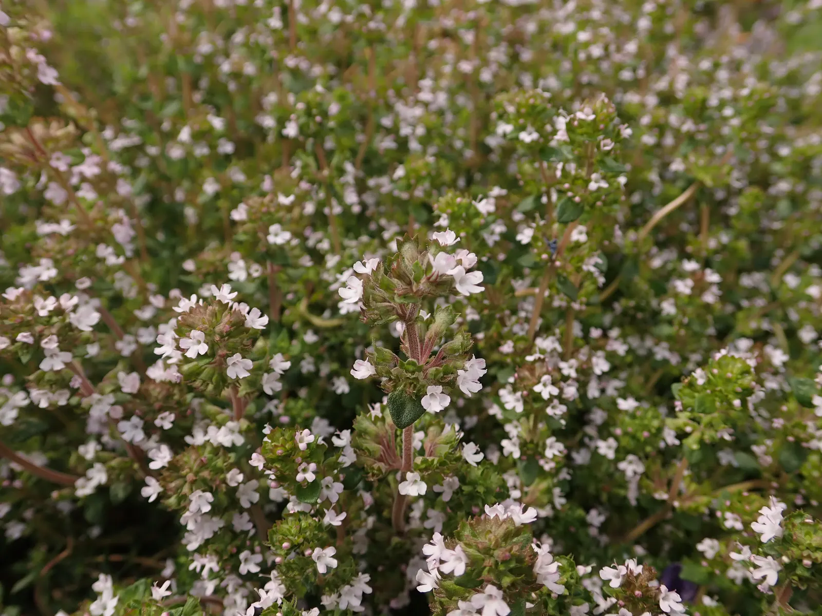 Common Thyme (Thymus Vulgaris) — is a versatile and aromatic evergreen herb that originates from the Mediterranean region; enhancing the ecological, image 101