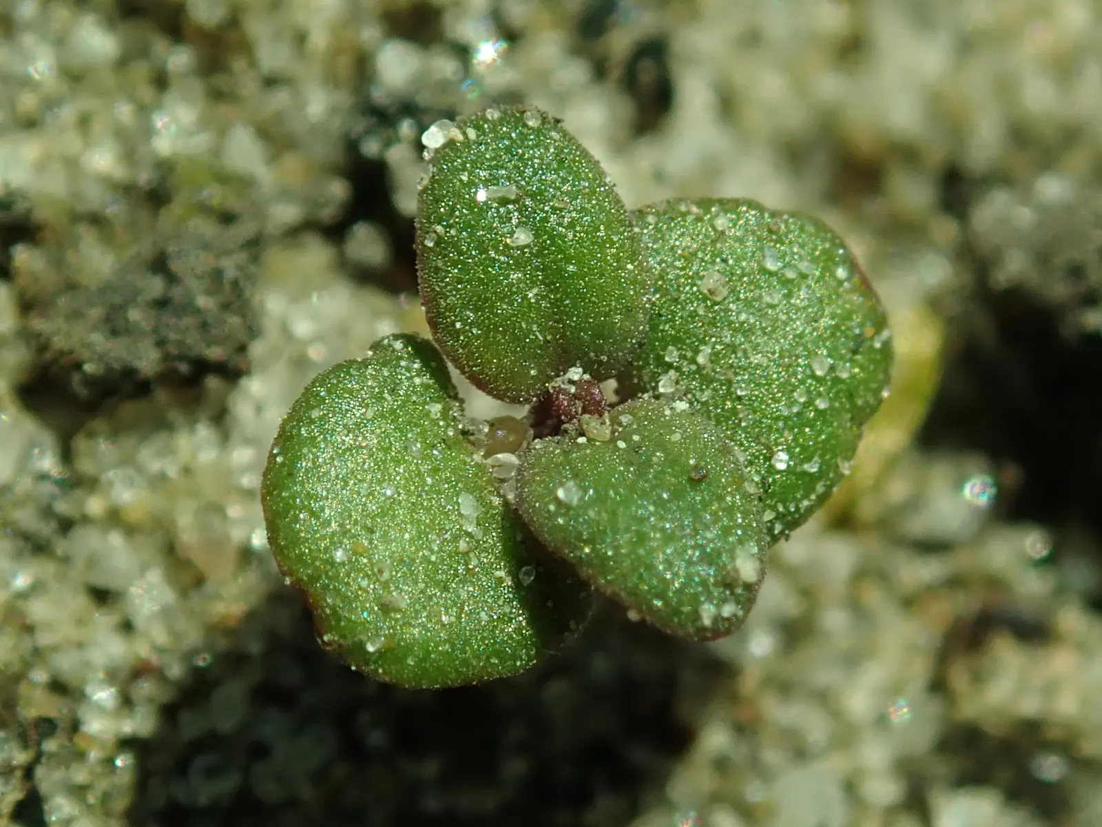 Common Thyme (Thymus Vulgaris) — bushy mat up to 12 inches wide and 6 inches tall; common Thyme lends itself well to water-efficient landscapes and, image 49