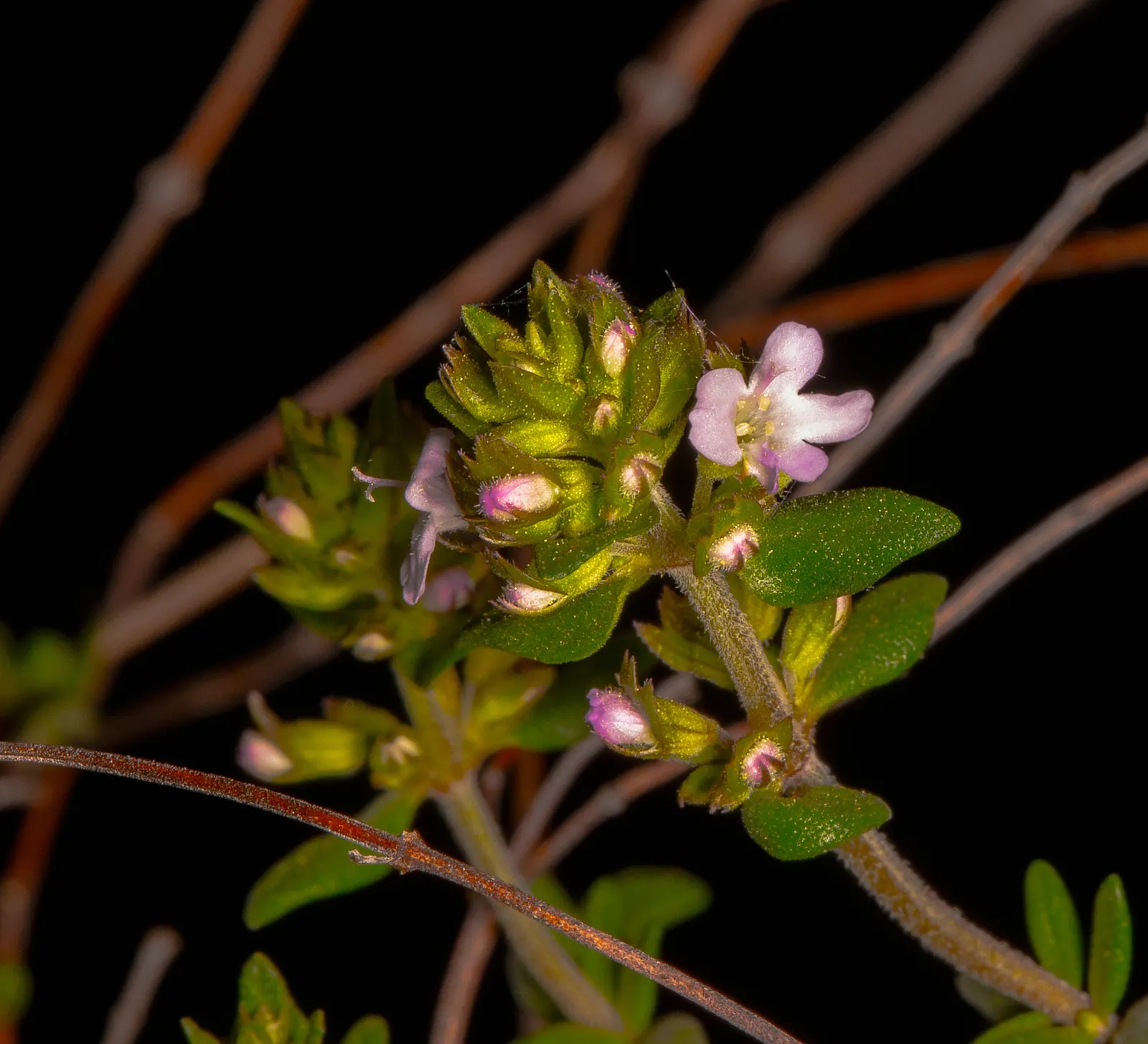 Common Thyme (Thymus Vulgaris) — Perfect for culinary and ornamental use
