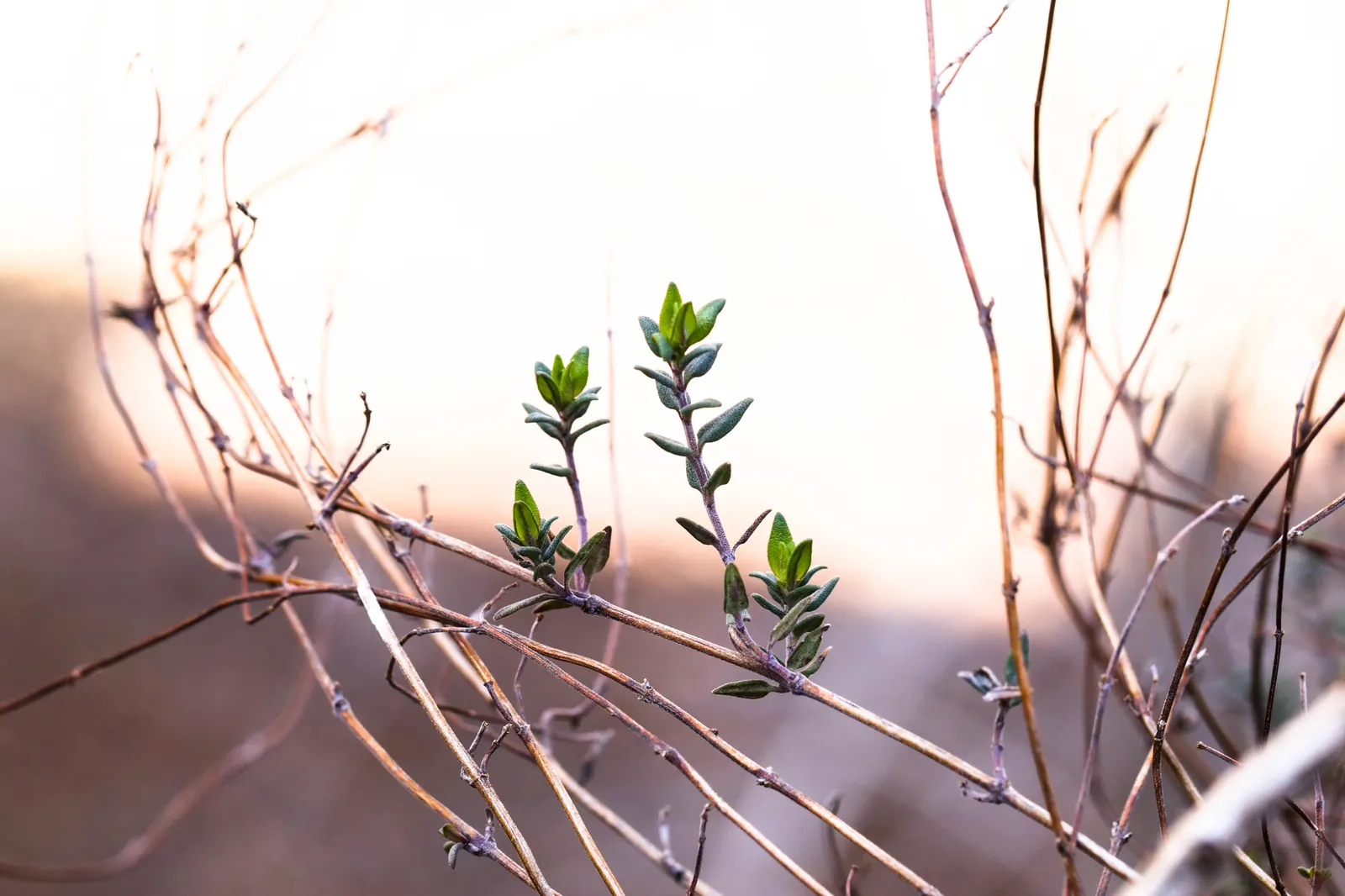 Common Thyme (Thymus Vulgaris) — ideal for edging and filling gaps in sunny; evergreen herb with aromatic, image 96