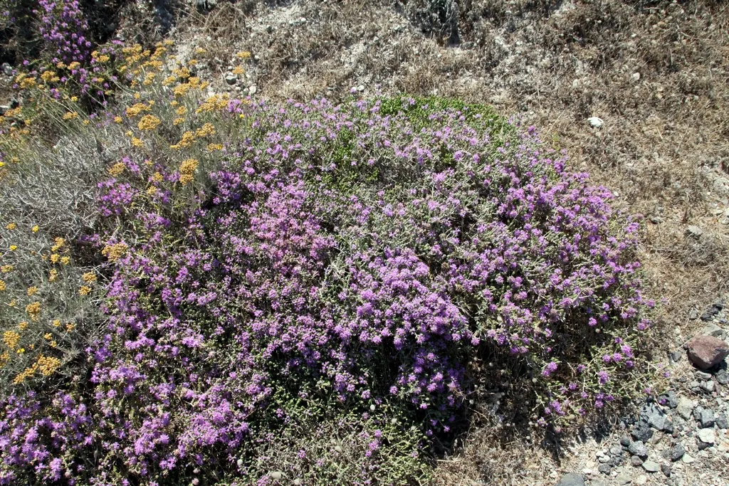 Common Thyme (Thymus Vulgaris) — bushy mat up to 12 inches wide and 6 inches tall; common Thyme lends itself well to water-efficient landscapes and, image 95