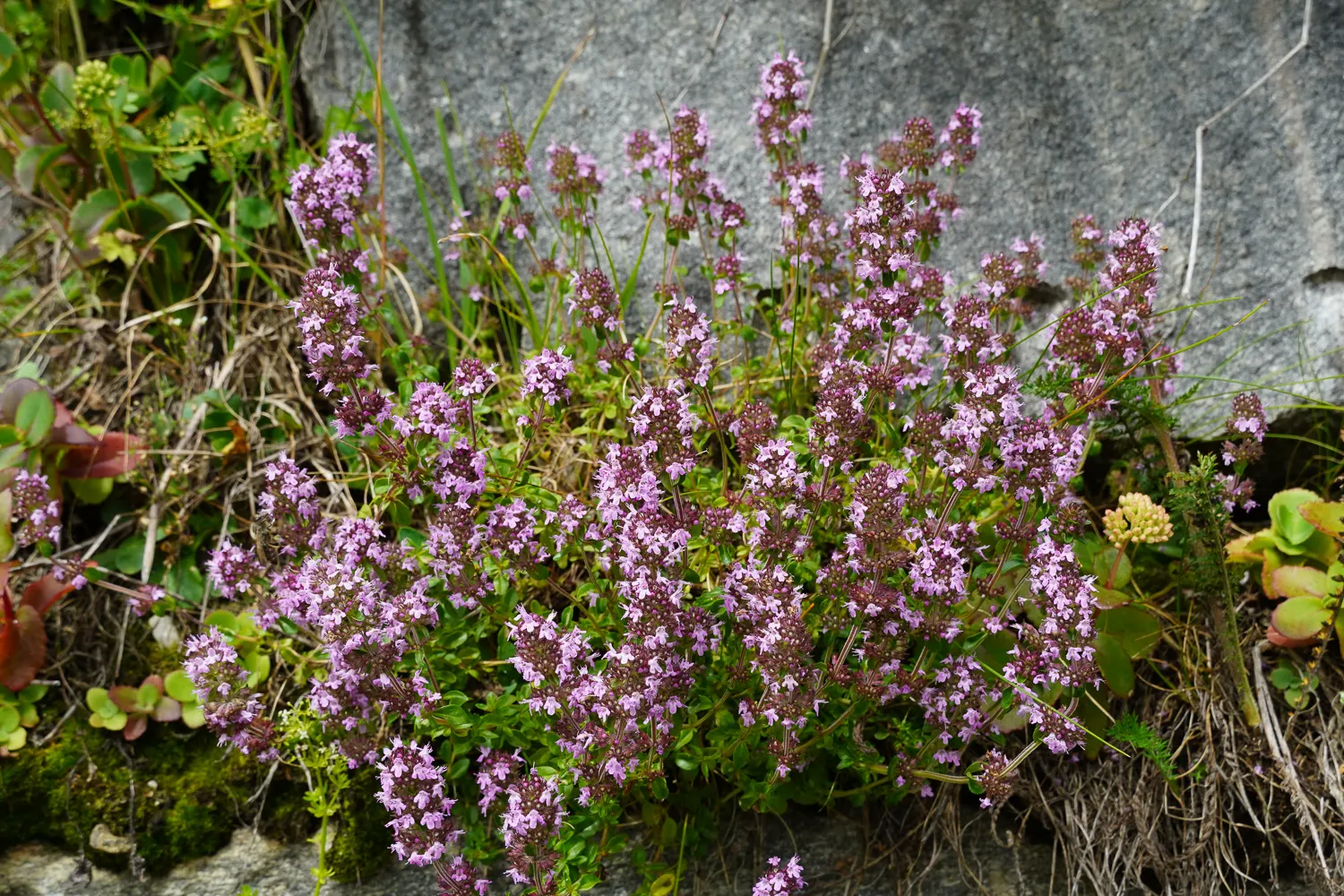 Common Thyme (Thymus Vulgaris) — Common Thyme forms a low-growing mat reaching typically around 6 to 12 inches in height; in mid to late spring, it, image 80