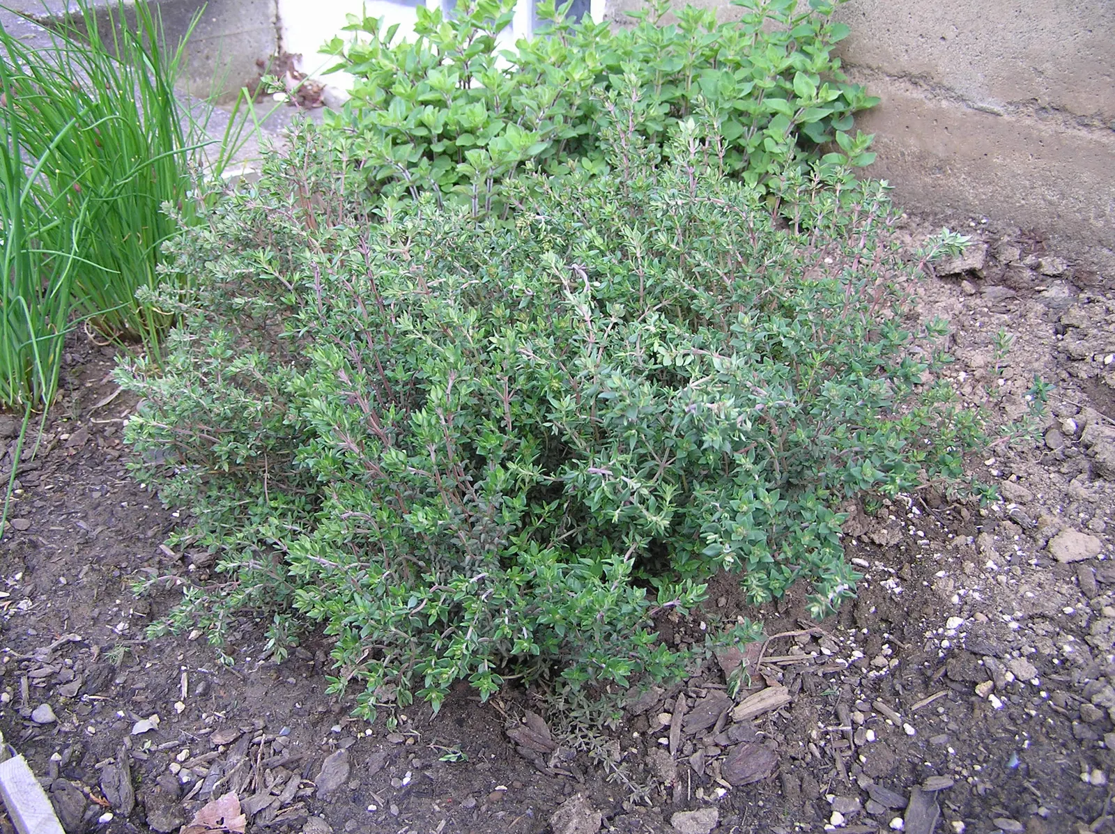 Common Thyme (Thymus Vulgaris) — lavender flowers in the garden; thyme thrives in zones 5-9, requiring minimal maintenance once established, image 90