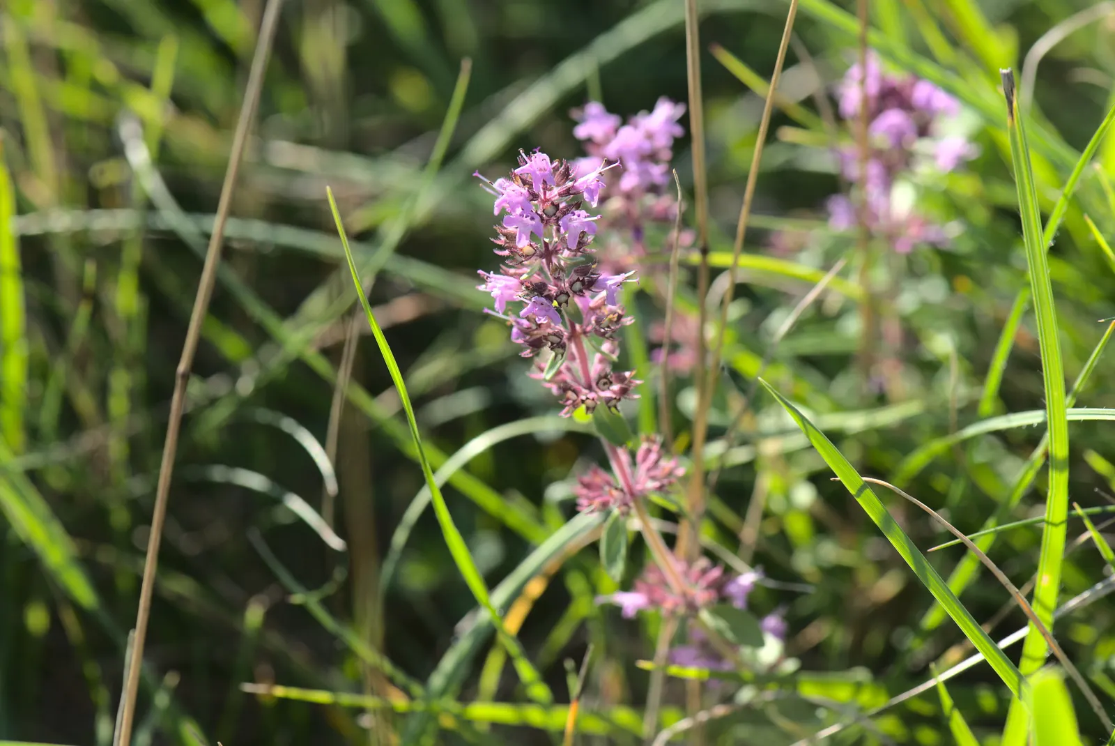 Common Thyme (Thymus Vulgaris) — Perfect for culinary and ornamental use; ground cover / herb / perennial for full or half, image 99