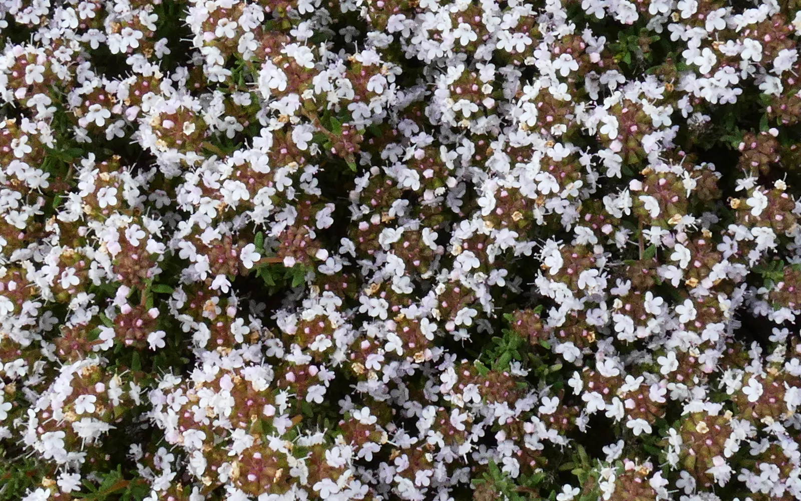 Common Thyme (Thymus Vulgaris) — Often incorporated into landscape designs for its culinary uses and ornamental value; lavender flowers in the, image 79