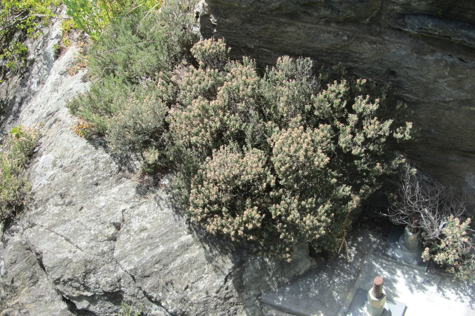 Common Thyme (Thymus Vulgaris) — which are attractive to bees and butterflies; hardy in USDA zones 5 through 9, image 82